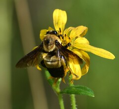 Bombus fraternus