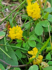 Trifolium campestre