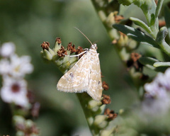 Hellula