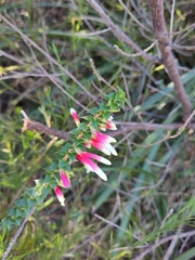 Epacris longiflora