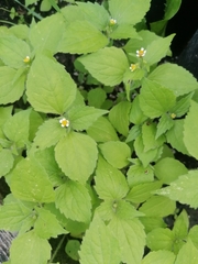 Galinsoga quadriradiata