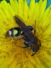 Xanthocampsomeris limosa