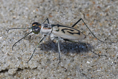 Habroscelimorpha dorsalis