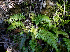 Cranfillia deltoides