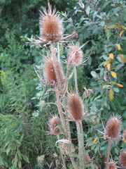 Dipsacus laciniatus