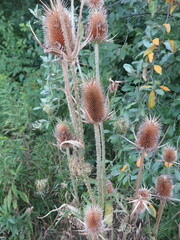 Dipsacus laciniatus