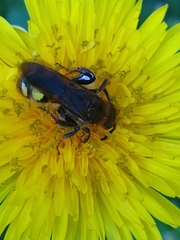 Xanthocampsomeris limosa