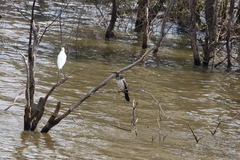 Anhinga novaehollandiae