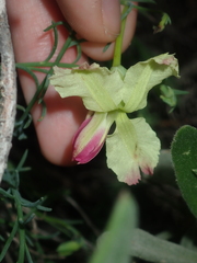 Lechenaultia linarioides