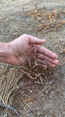 Eriogonum gracile