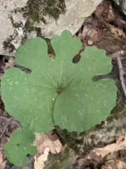 Sanguinaria canadensis