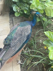 Pavo cristatus