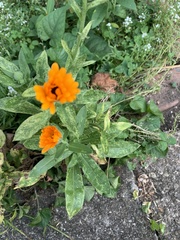 Calendula officinalis
