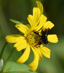 Megachile xylocopoides