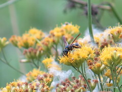 Euodynerus foraminatus