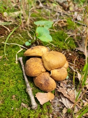 Tylopilus