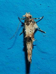 Pyroderces