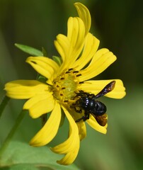 Megachile xylocopoides