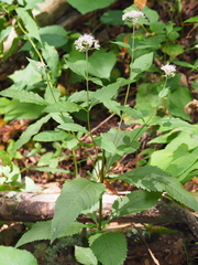 Eutrochium purpureum