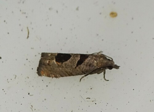 Triangle-backed Pelochrista Moth and Allies photo 6