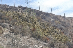 Bergerocactus emoryi