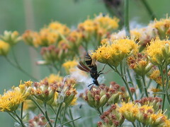 Euodynerus foraminatus