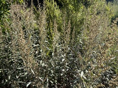 Artemisia douglasiana