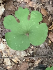 Sanguinaria canadensis
