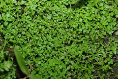 Callitriche muelleri