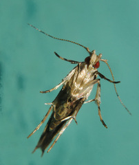 Pyroderces