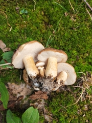 Tylopilus