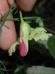 Lechenaultia linarioides
