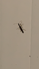 Myodocha serripes
