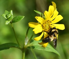 Bombus fraternus