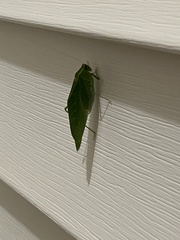 Microcentrum retinerve