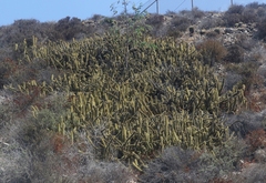 Bergerocactus emoryi