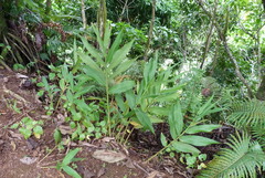 Hedychium