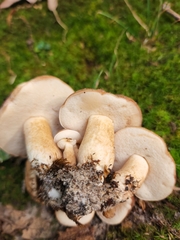 Tylopilus