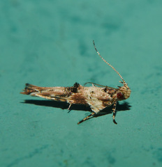 Pyroderces
