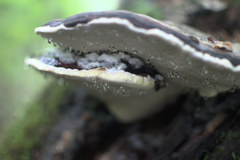 Fomitopsis pinicola