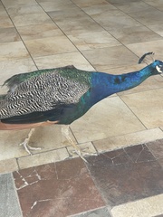 Pavo cristatus