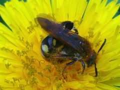 Xanthocampsomeris limosa