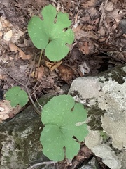 Sanguinaria canadensis
