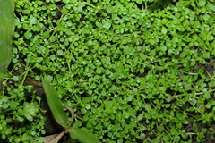 Callitriche muelleri