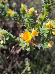 Pultenaea