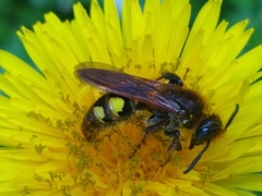 Xanthocampsomeris limosa