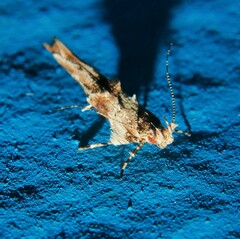 Pyroderces