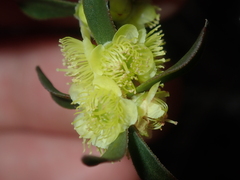 Hypocalymma