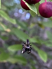 Eris militaris