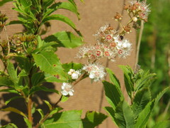 Spiraea alba
